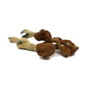 B+ Cubensis Mushrooms
