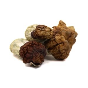 Blue Pulaski Mushrooms