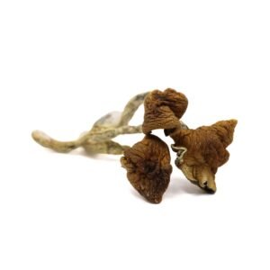 Malabar Mushrooms