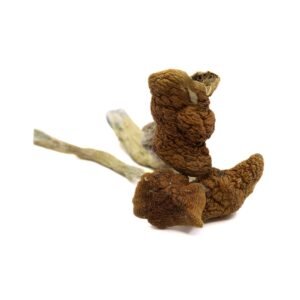 Mazatapec Mushrooms