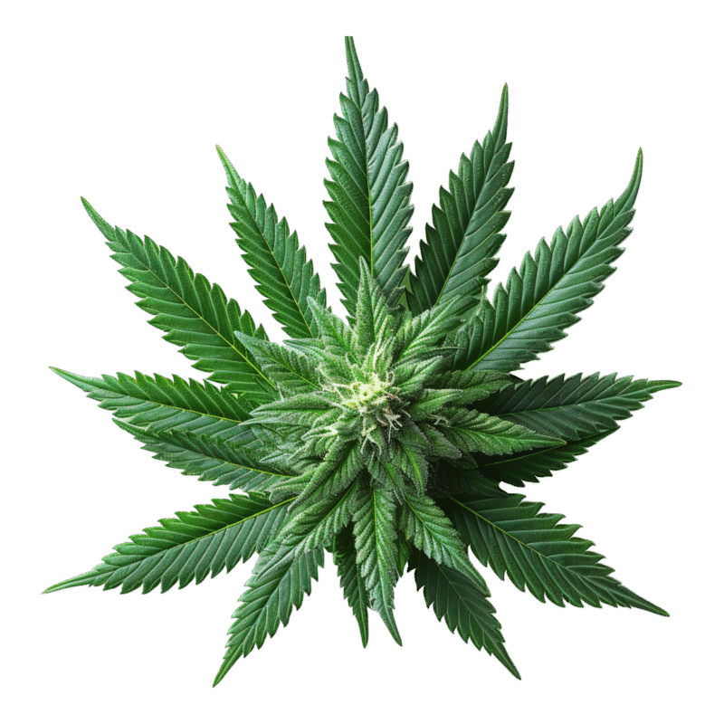 Shop Naked Cannabis